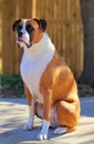 Boxer Dog Sitting and Posing Royalty Free Stock Photo