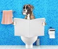 Boxer dog sitting on a toilet seat with digestion problems or constipation reading magazine or newspaper Royalty Free Stock Photo