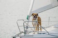 Boxer dog standing on the front of a sailboat on a sunny day