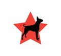 boxer dog star championship competition vector icon logo design Royalty Free Stock Photo