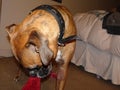 Dog chewing on a red blanket Royalty Free Stock Photo