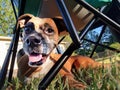 Boxer Dog under Chair