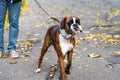 Boxer Dog Walking Portrait In Park Royalty Free Stock Photo