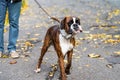 Boxer Dog Walking Portrait In Park