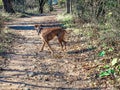 dog exploring in the forest during winter Royalty Free Stock Photo