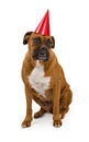 Boxer Dog wearing a birthday hat Royalty Free Stock Photo