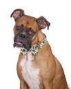 Boxer Dog Wearing Plaid Tie Royalty Free Stock Photo