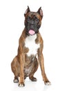 Boxer Dog on white background Royalty Free Stock Photo
