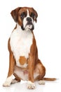 Boxer dog on white background Royalty Free Stock Photo