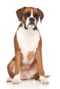 Boxer dog on white background Royalty Free Stock Photo