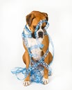 Boxer dog wrapped in blue ribbon