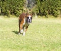 Boxer dog Royalty Free Stock Photo