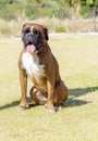 Boxer dog Royalty Free Stock Photo