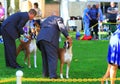 Boxer Dogs being judged