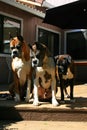 Boxer Dogs Looking Down