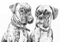 Boxer dogs pencil drawing