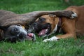 Boxer dogs playing Royalty Free Stock Photo