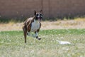 Boxer with his lips flying chasing a lure