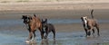 A Boxer, French Bulldog and an Old English Bulldog walk on the beach