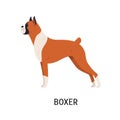 Boxer. Gorgeous docked and cropped dog with short haired fawn coat, side view. Stunning cute purebred pet animal