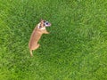 Boxer on green grass from above using drone Royalty Free Stock Photo