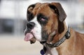 Boxer with his tongue out