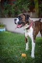 Playful Boxer Dog waiting for his hamburger toy to be thrown