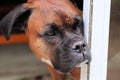 Boxer in deep thought