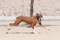 Boxer making a face while running with a toy Royalty Free Stock Photo