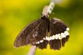 A boxer mantis eating a common mormon butterfly