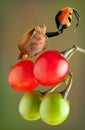 Boxer Mantis with raised claw