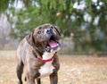 A Boxer mixed breed dog catching a treat Royalty Free Stock Photo