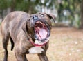 A Boxer mixed breed dog catching a treat Royalty Free Stock Photo