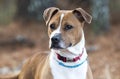 Boxer mixed breed dog with red collar outdoors on leash