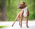 A Boxer mixed breed dog standing outdoors Royalty Free Stock Photo