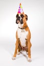 Boxer in a party hat