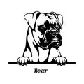Boxer Peeking Dog - head isolated on white