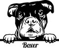 Boxer Peeking Dog - head isolated on white