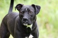 Boxer Pitbull mixed breed dog with underbite Royalty Free Stock Photo