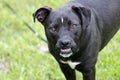 Boxer Pitbull mixed breed dog with underbite Royalty Free Stock Photo