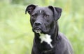 Boxer Pitbull mixed breed dog with underbite Royalty Free Stock Photo