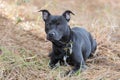 Boxer Pitbull mixed breed puppy laying down Royalty Free Stock Photo