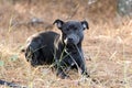 Boxer Pitbull mixed breed puppy laying down Royalty Free Stock Photo