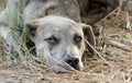 Boxer Plott Hound Pitbull mixed breed dog laying down Royalty Free Stock Photo