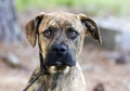 Boxer Plott Hound Pitbull mixed breed dog Royalty Free Stock Photo