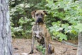 Boxer Plott Hound Pitbull mixed breed dog Royalty Free Stock Photo