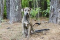 Boxer Plott Hound Pitbull mixed breed dog Royalty Free Stock Photo