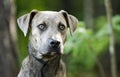 Boxer Plott Hound Pitbull mixed breed dog Royalty Free Stock Photo