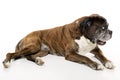 Boxer Portrait on White Background Royalty Free Stock Photo