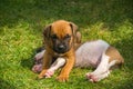 Boxer puppies lying on green grass Royalty Free Stock Photo